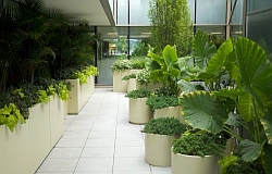 Category-Planters